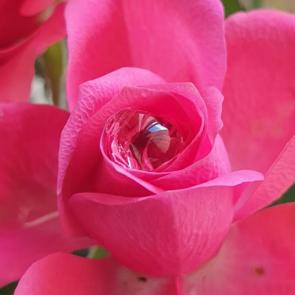 : fresh morning roze
