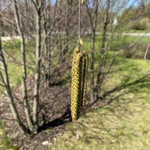 ����: �������