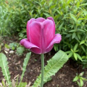 ����: �������