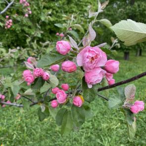 ����: ����� ������