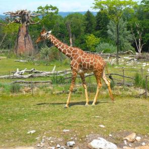 ����: ���������� ������ �����