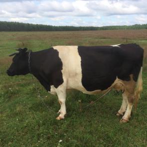 ����: ������������ ������