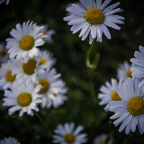 ����: 
