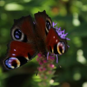 : butterfly
