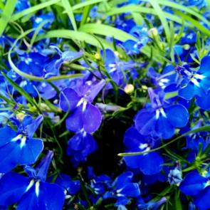 : Blue
