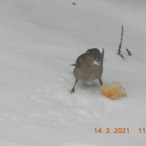 ����: �������