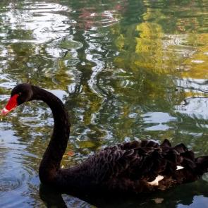 ����: ׸���� ������ 