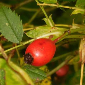 ����: ����� ��������