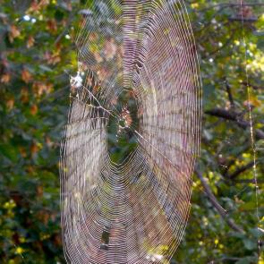 ����: ��������