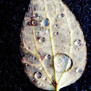 ����: ������� ����