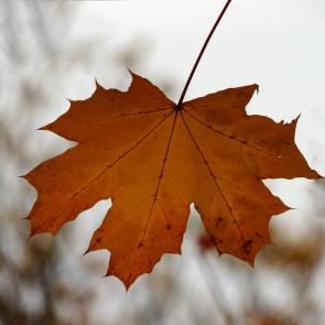 ����: ������� ���������