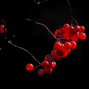 ����: ������� ���������