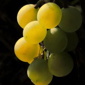 ����: ������� ���������