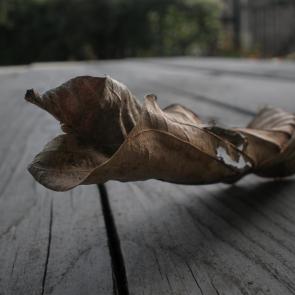 ����: ������� ���������