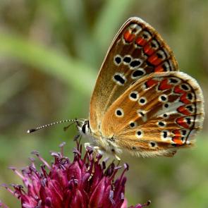 ����: ��������� �����