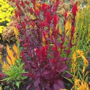 ����: ����� �� ������