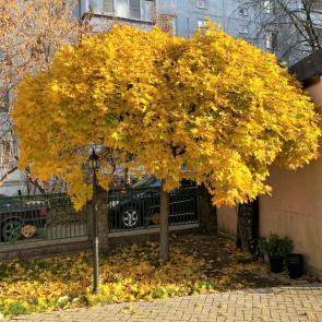 ����: ������� �����