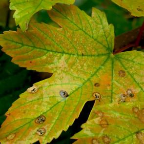 ����: ������� ����