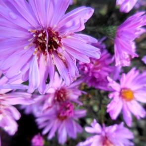 ����: ����������