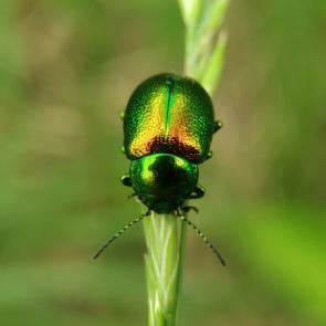 :   Chrysolina graminis