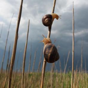 ����: ���� ��� ������������