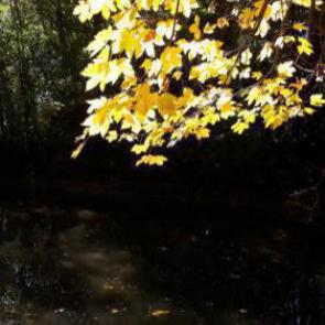 ����: 