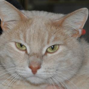 ����: �����