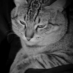 ����: ��� ���