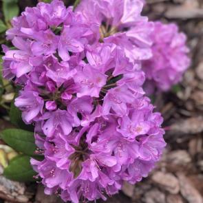 : Rododendron