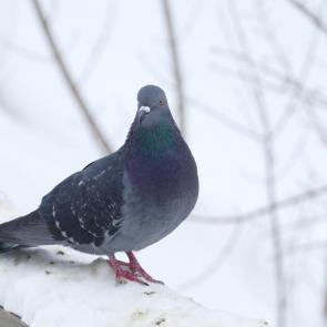 ����: �������