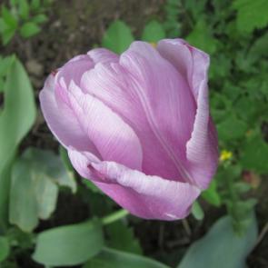 ����: ������ ����