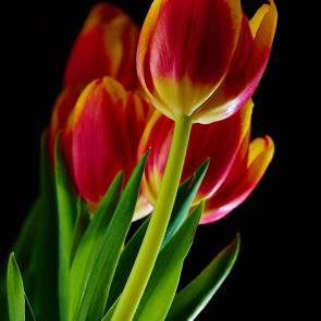 : Tulip