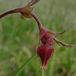 ����: �����