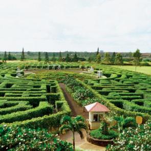 : Pineapple Garden Maze 