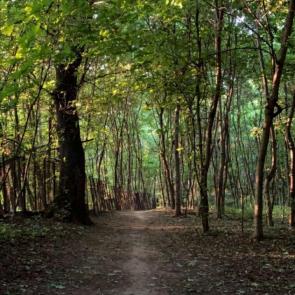 Фото: Тропинка в лесу