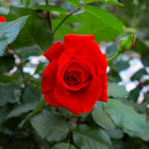 : rose flower
