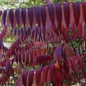 ����: �����