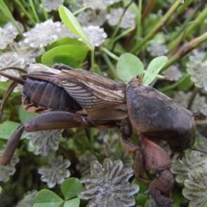 ����: ��������