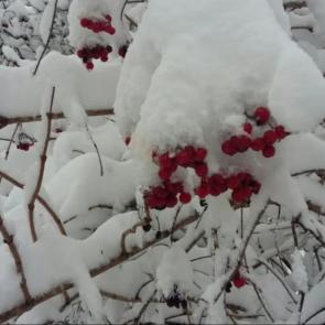 ����: ������ ��� ������