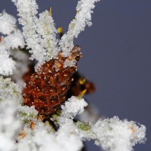 ����: ��������