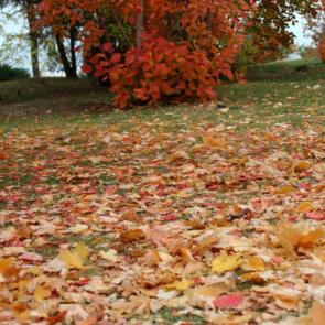 ����: ��������