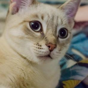 ����: ������