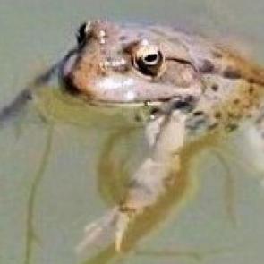 : 
