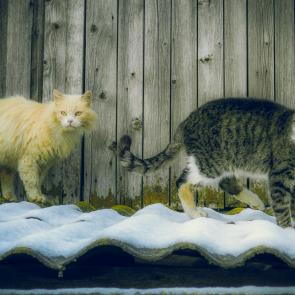 ����: ���������� ����������� ����