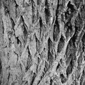 : gray bark