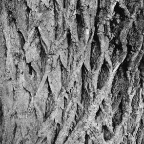 : gray bark