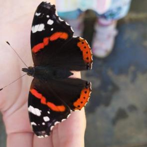 : Butterfly 
