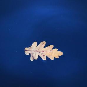 ����: ���� 