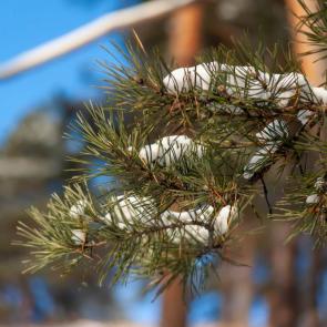 ����: ������� � �������