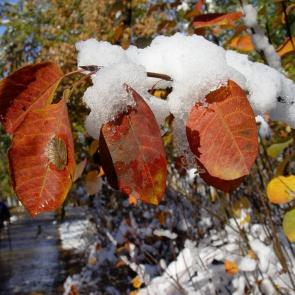 ����: ������ ����